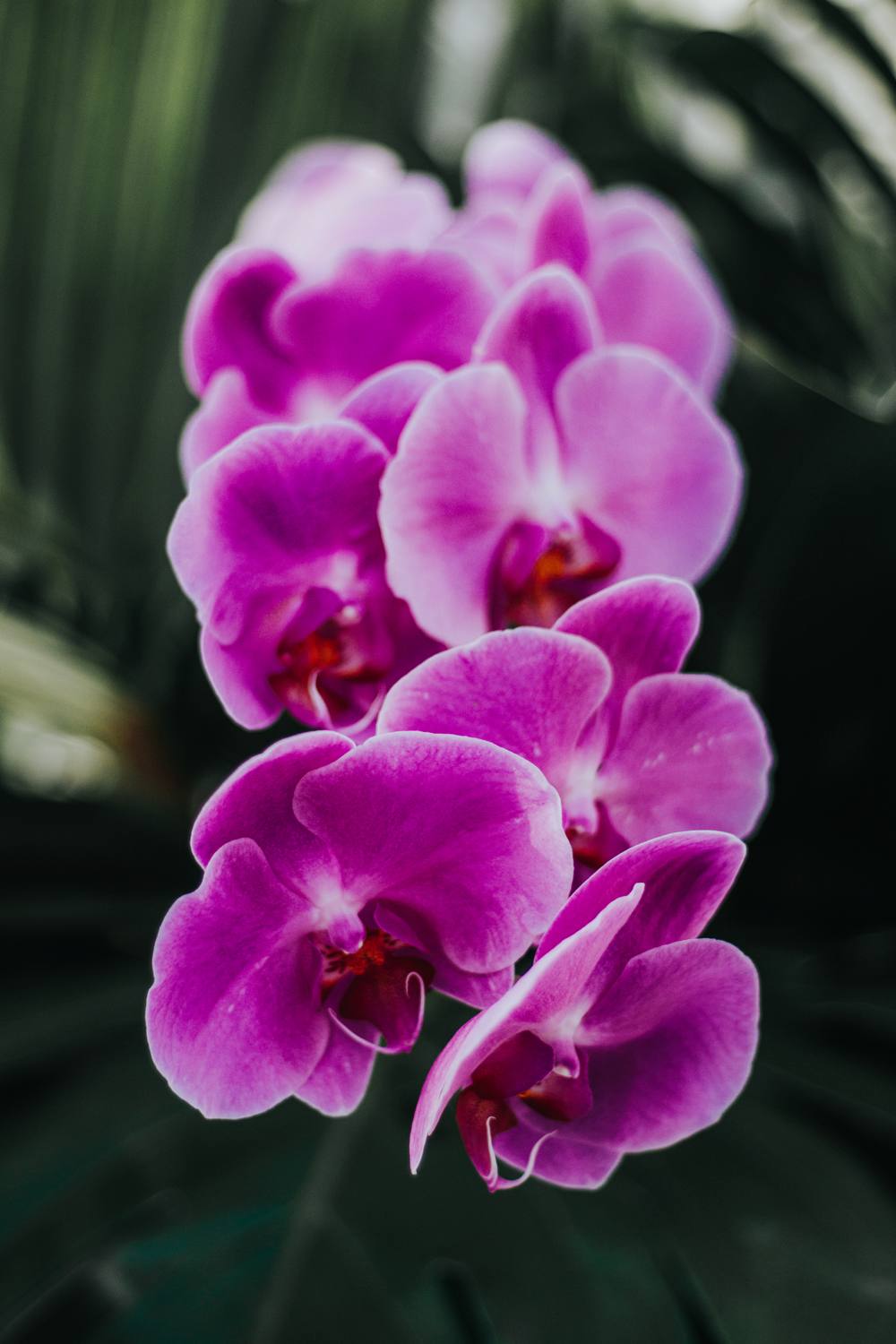 tropical themed wedding with pink orchids